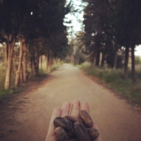 Meşe palamudu ekimi