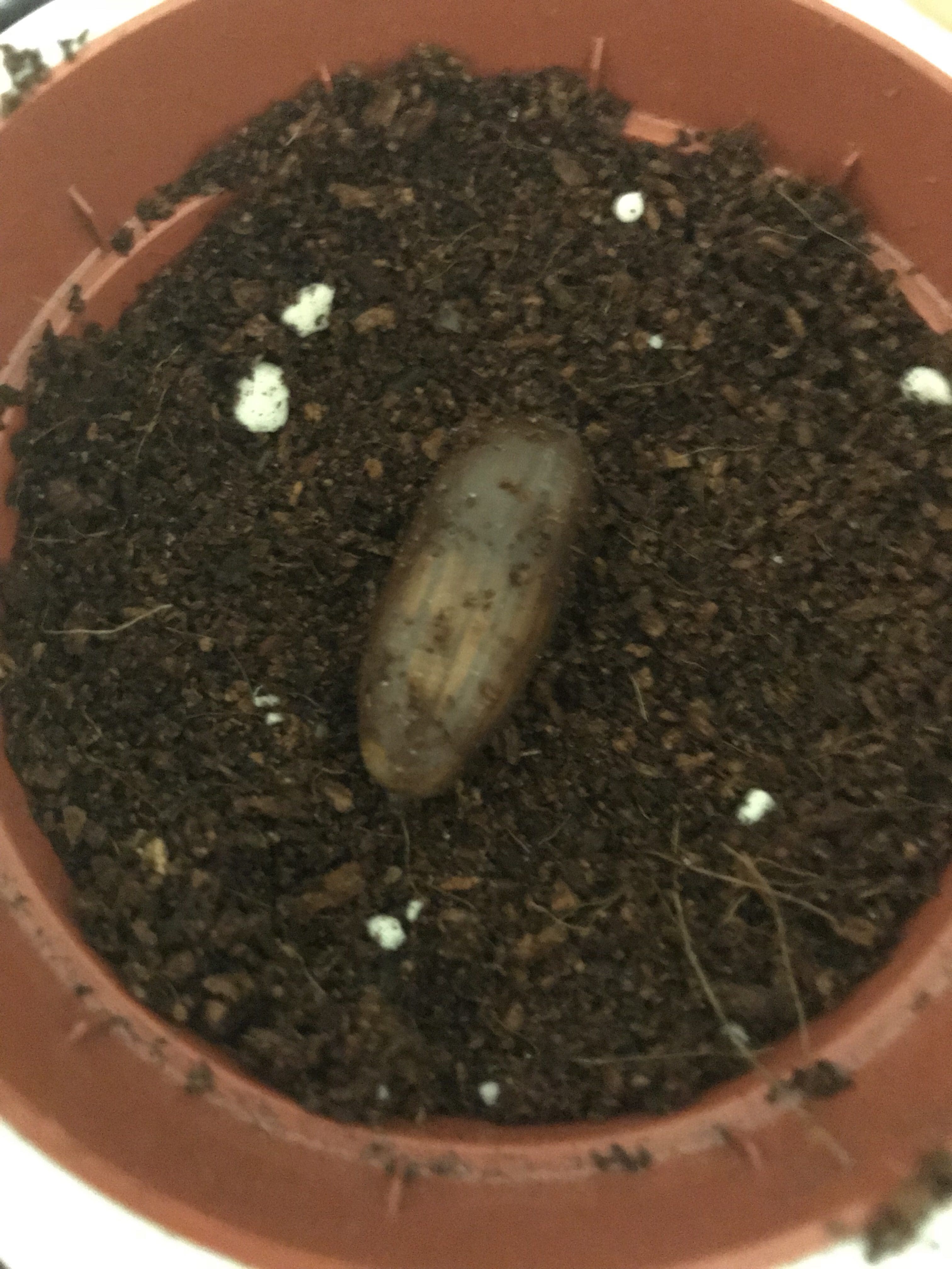 Meşe palamudu ekimi