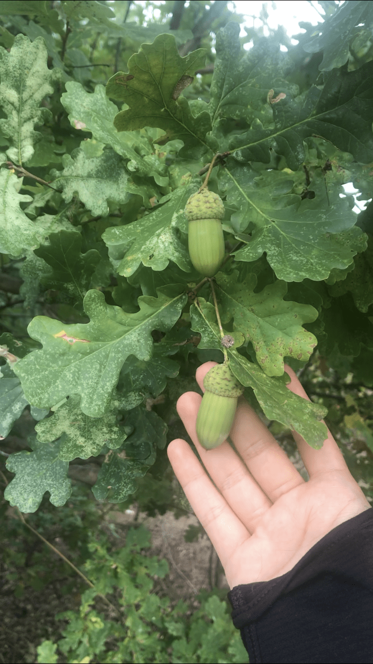 Meşe Palamudu Ekimi: Adım Adım Fide Yetiştirme Rehberi