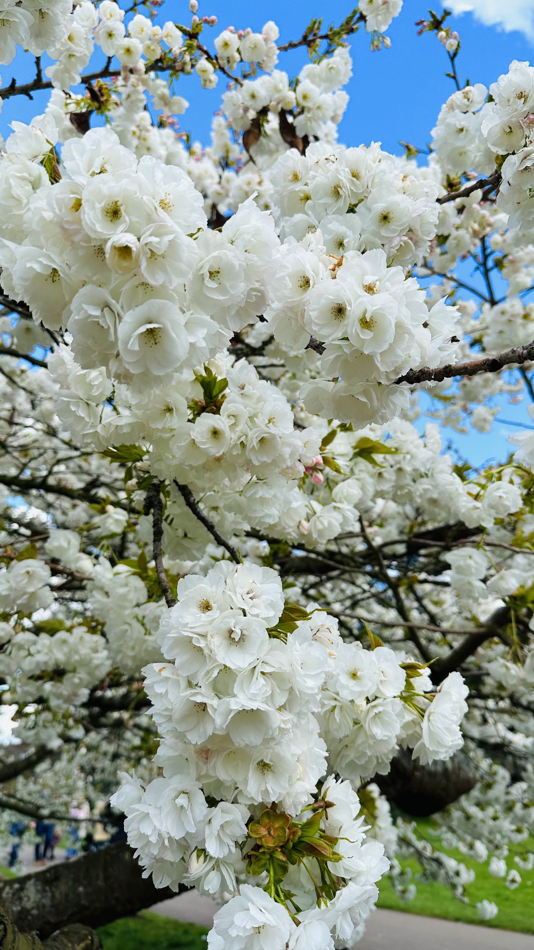 Kew Gardens Gezilecek Yerler