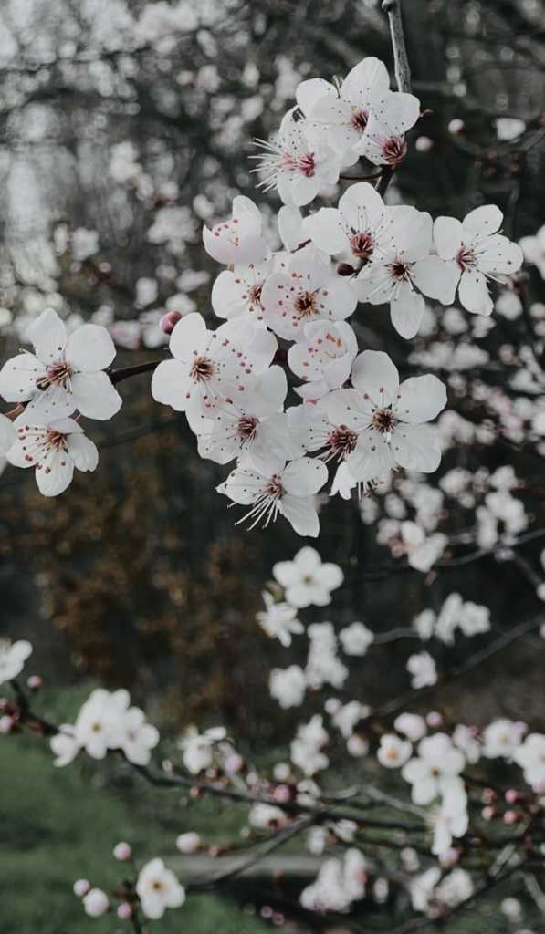 Yürümenin Felsefesi