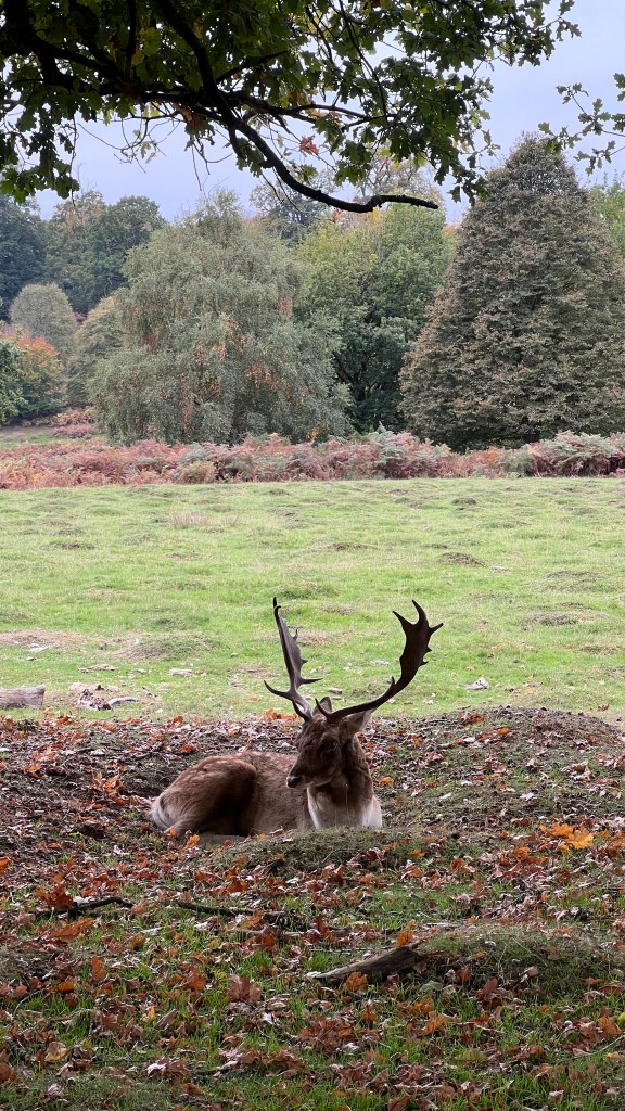 Londra’dan günübirlik rota: Sevenoaks - Knole Park