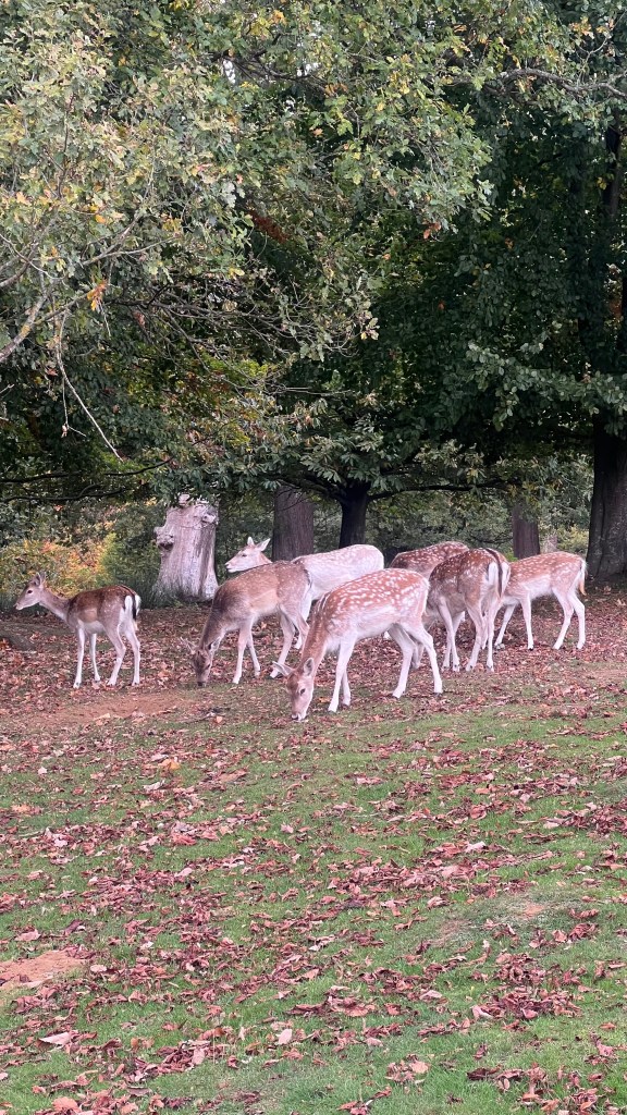 Londra’dan günübirlik rota: Sevenoaks - Knole Park
