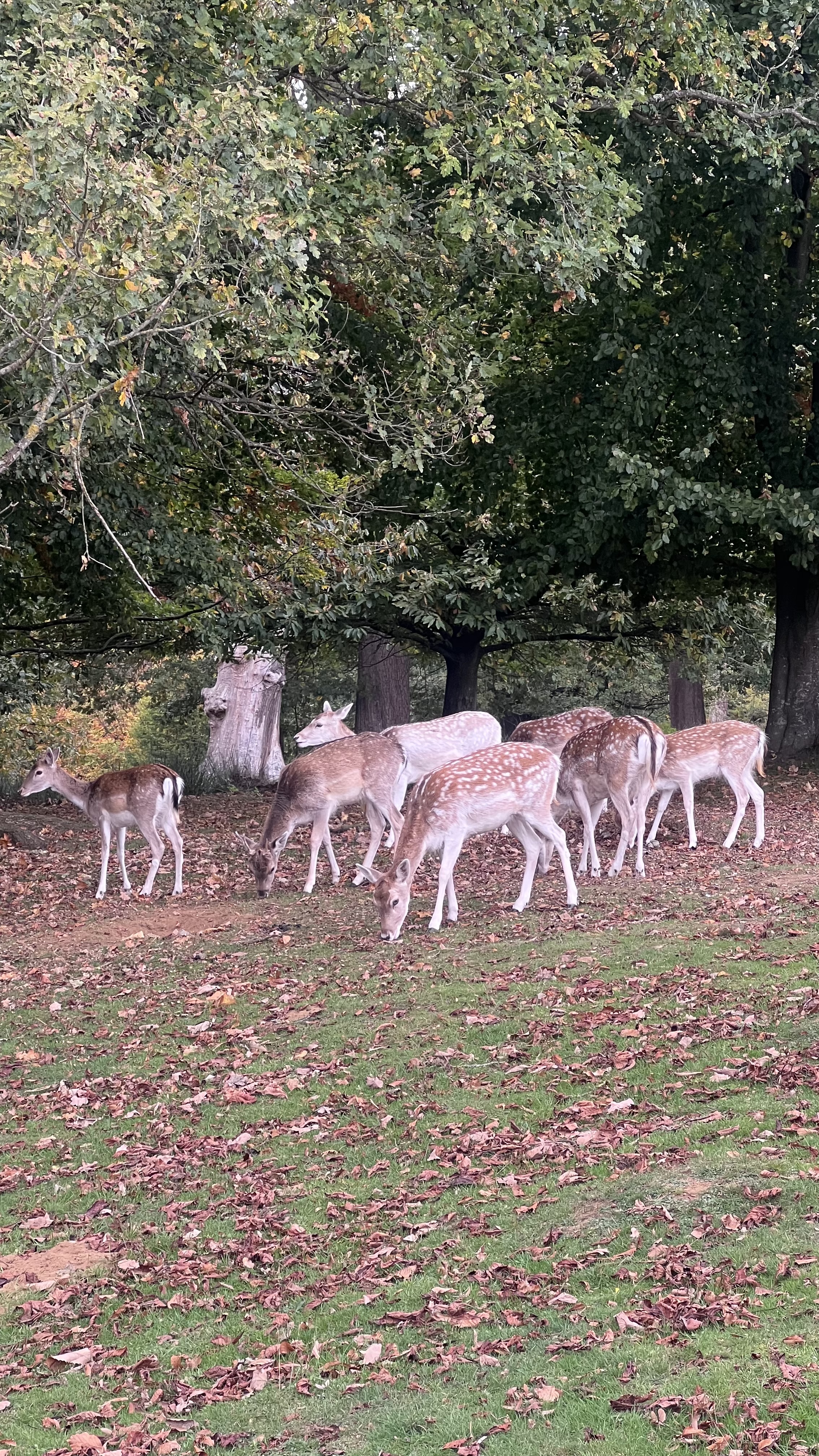 Londra’dan Günübirlik: Knole House ve Geyik Parkı