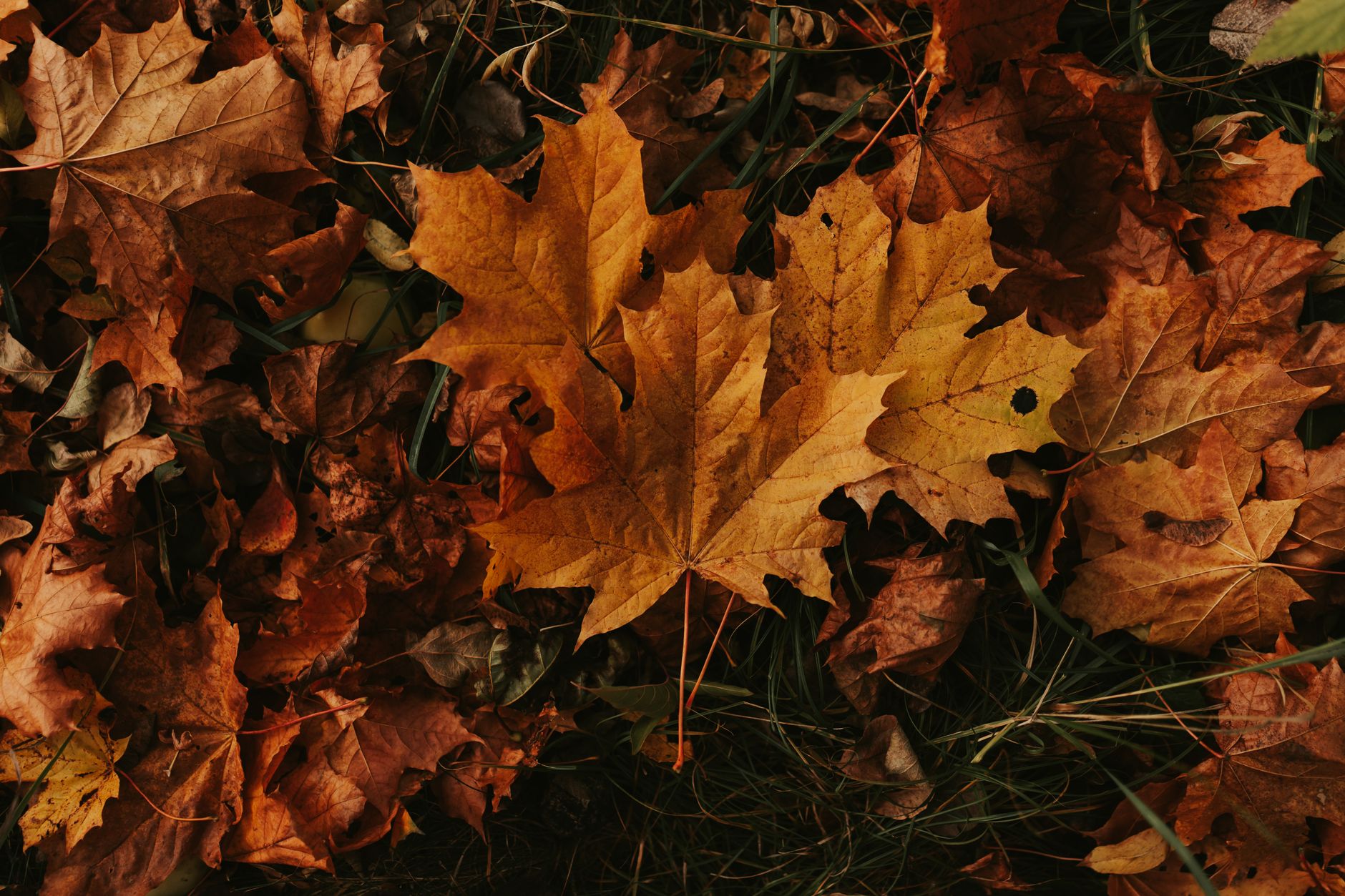 autumn maple leaves